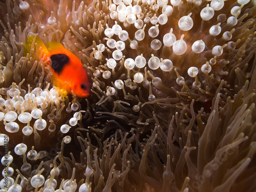 Red saddleback anemonefish in the Anemone