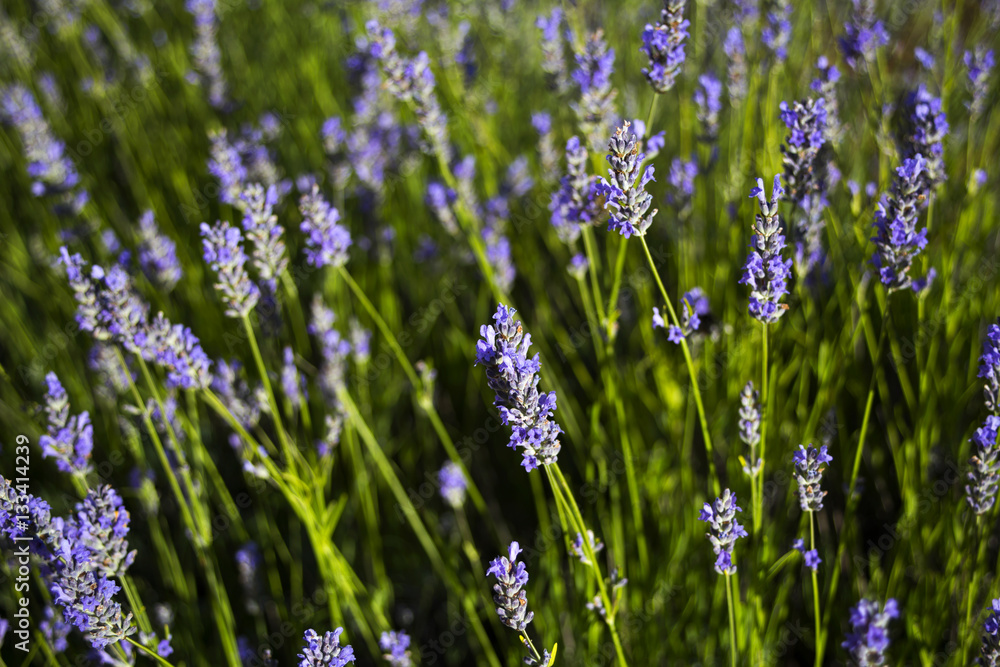 Obraz premium Organic dalmatian lavender
