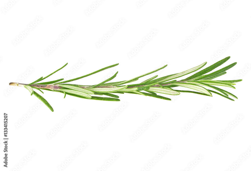 Fototapeta premium Fresh green sprig of rosemary isolated on a white background