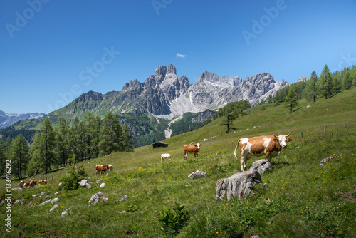 Cow in front of idyllic mountain landscape  Austria