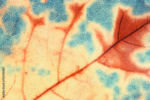 Extreme close up of a leaf. False color.