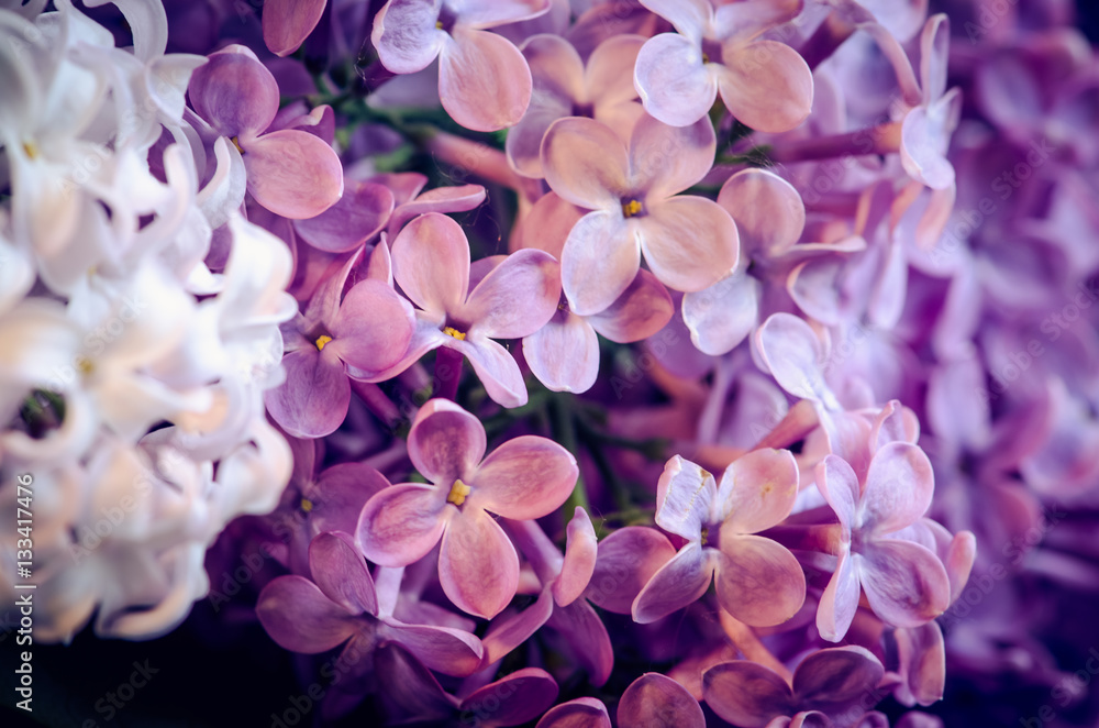 pink and white lilac flowers