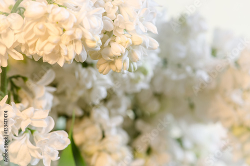 white lilac flowers © katarinagondova