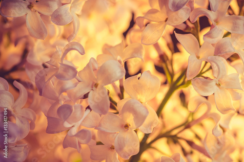 lilac flowers background