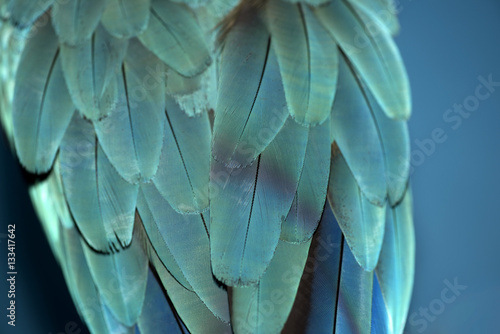 Colorful parrot feathers