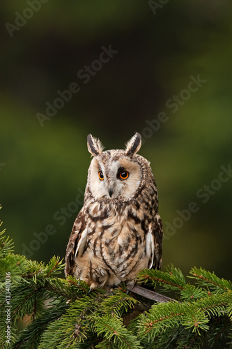 long-eared owl, asio otus, Czech republic