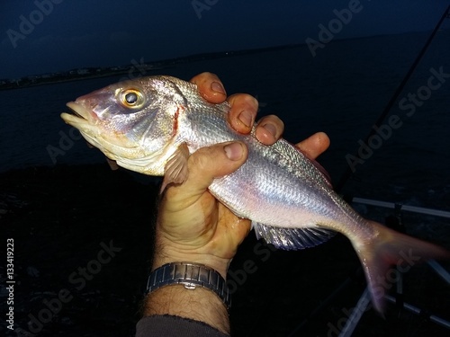 Pagello fragolino, pesca notturna photo