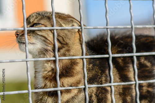 bunte Katze im Freien photo