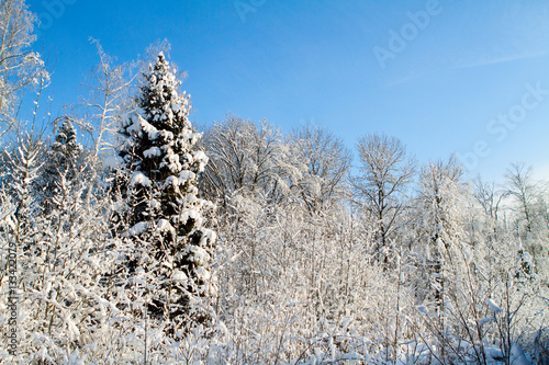 snowy forest and sky