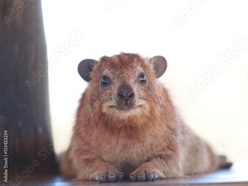 Very cute Hyrax