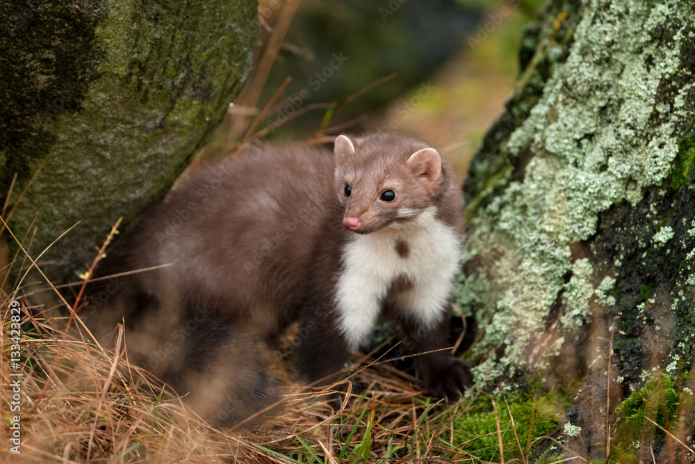 beech marten, martes foina, Czech republic beech marten, martes foina, Czech republic