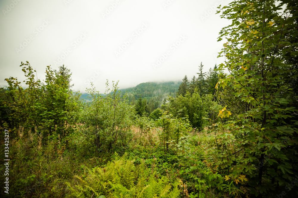 coniferous forests in the mountains in the fog coniferous forests in the mountains in the fog