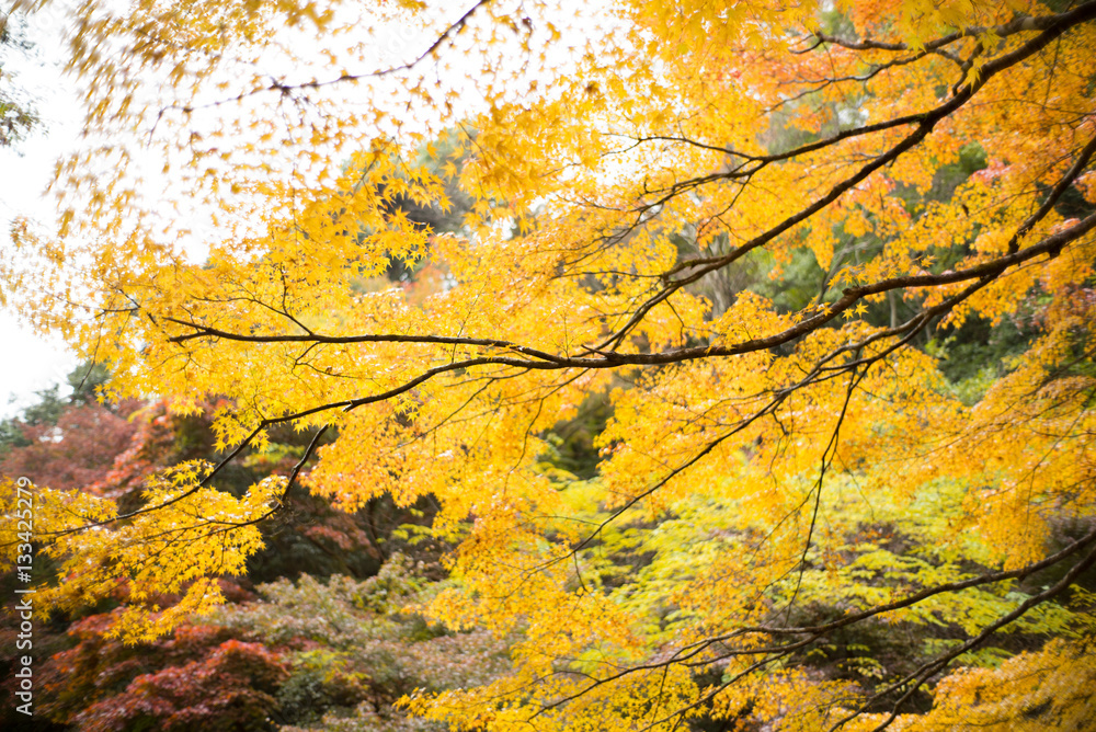 yellow leave in kyoto