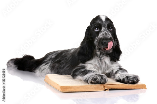 Fotografie Puppy English cocker spaniel on a white background
