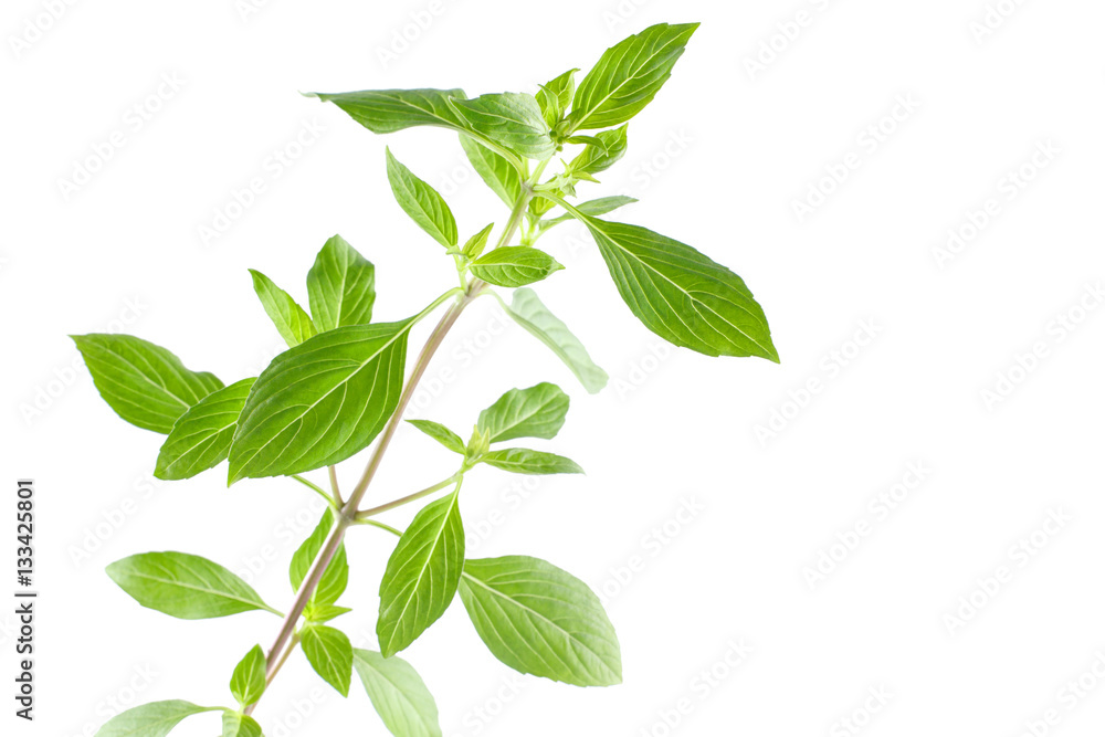Green fresh sweet basil leafs isolated on white background Green fresh sweet basil leafs isolated on white background
