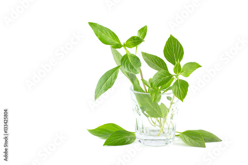Green fresh sweet basil leafs isolated on white background