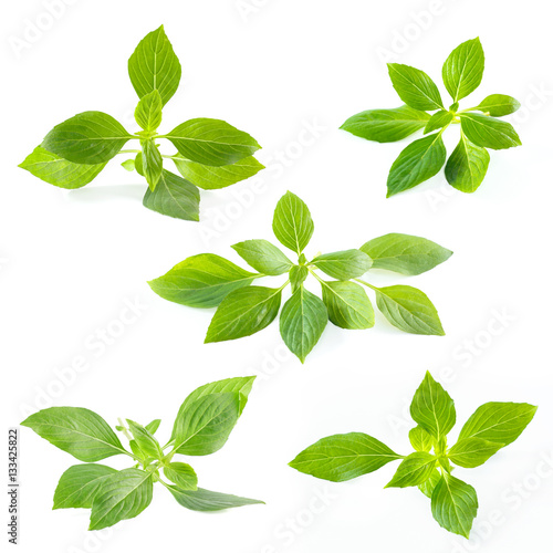 Green fresh sweet basil leafs isolated on white background