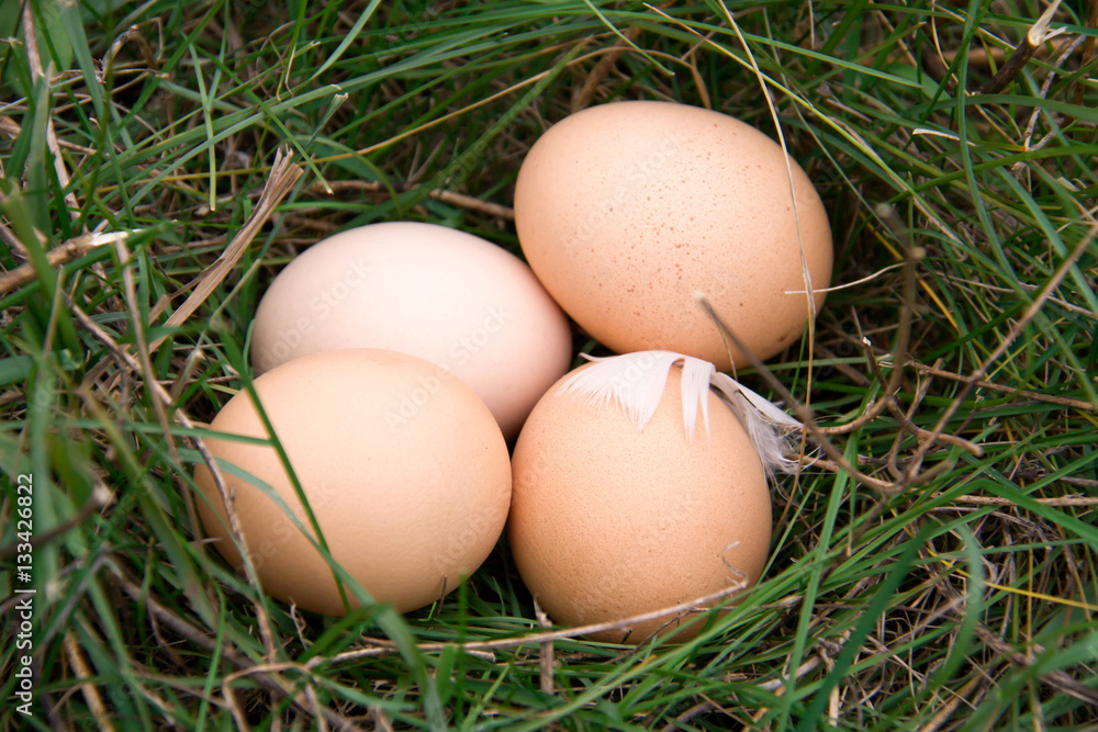 three chicken eggs lying in a green grass three chicken eggs lying in a green grass