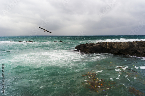 Mare in tempesta con gabbiano