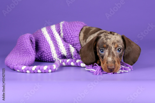 Little Dachshund puppy on a purple background