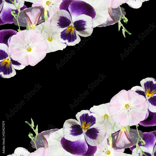 Beautiful floral background bindweed and pansies 