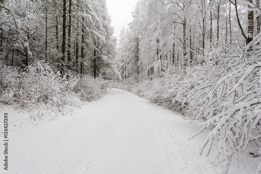 Obraz premium Snow covered trees on snow covered landscape