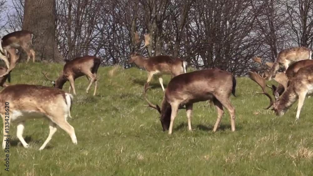 Groups of Deer Groups of Deer