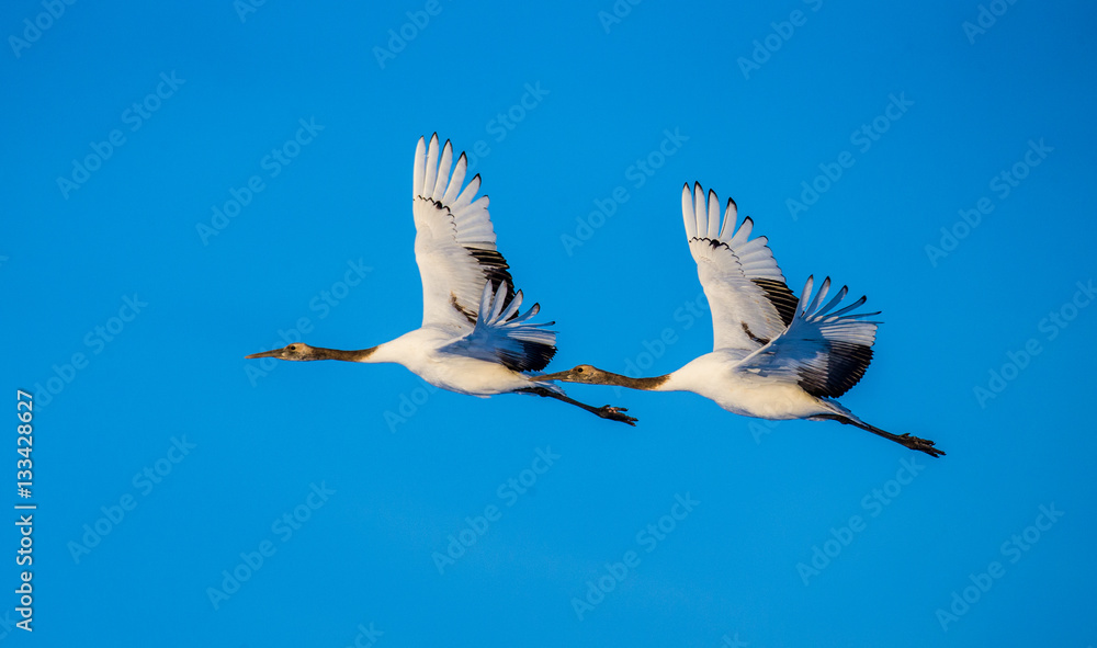 Obraz premium Two Japanese Cranes in flight. Japan. Hokkaido. Tsurui. An excellent illustration.