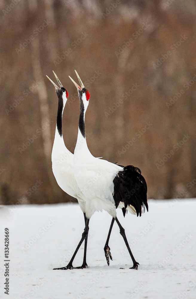 Fototapeta premium Two Japanese Cranes are walking on the snow. Japan. Hokkaido. Tsurui. An excellent illustration.