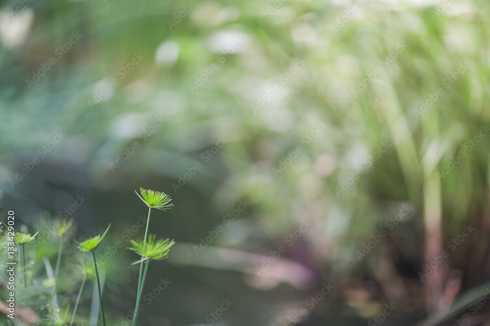 close up a small plant with selective focus and blur abstract background, and filter warm lighting. close up a small plant with selective focus and blur abstract background, and filter warm lighting.