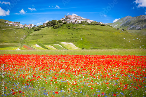 Castelluccio in a blooming field of poppies, Italy photo