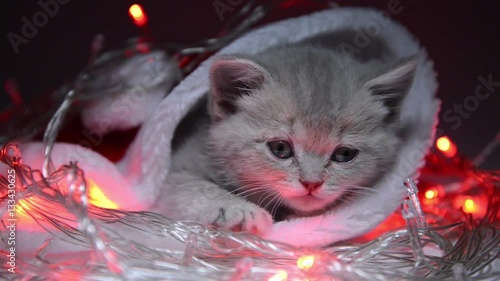 Christmas composition with a cat and cap of Santa