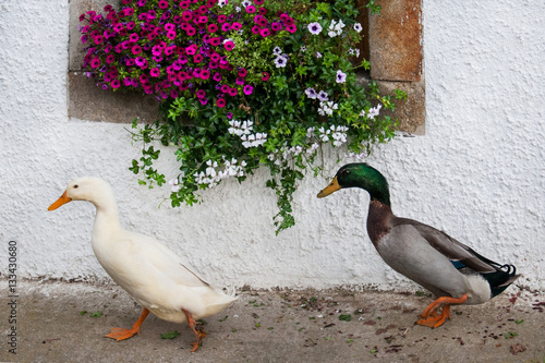 Bilde på lerret two ducks waddling in front of a house - window decorated with pink summer flowe