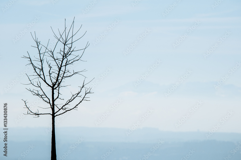 silhouette of a bare-branched deciduous tree silhouette of a bare-branched deciduous tree