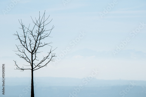 silhouette of a bare-branched deciduous tree
