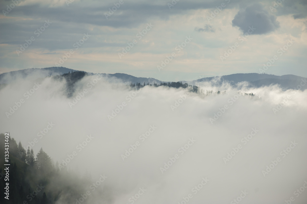 coniferous forests in the mountains in the fog