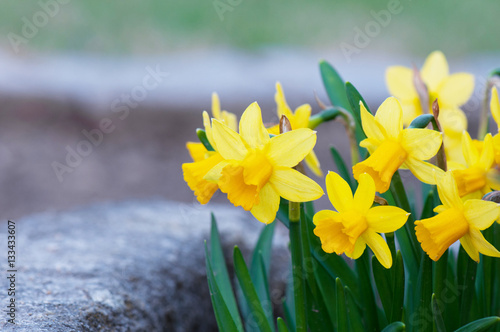 Canvas Print yellow narcissus flowerbed