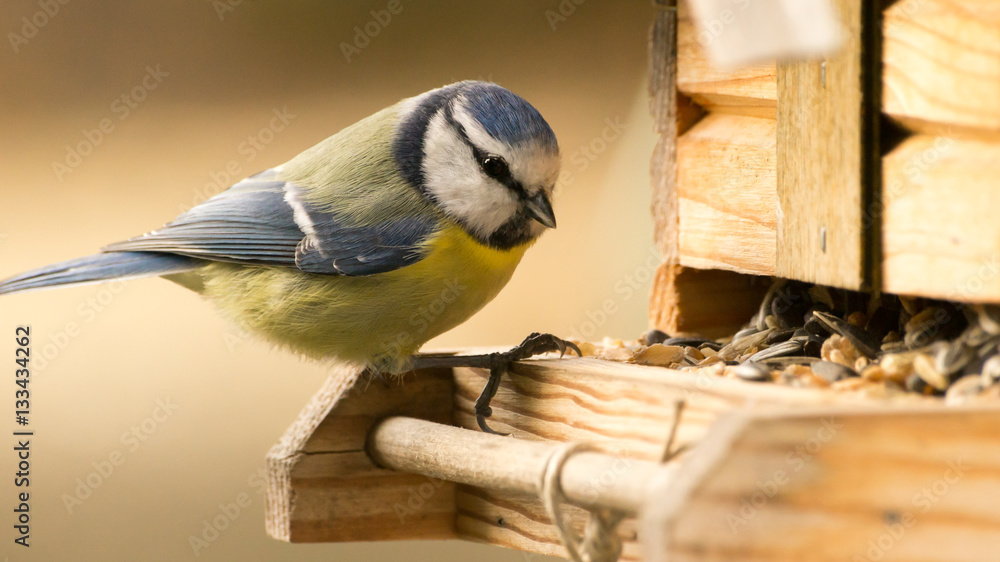 Naklejka premium Blaumeise an einem Vogelhaus