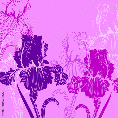 Fototapeta Naklejka Na Ścianę i Meble -  flower, iris, nature, floral, plant, vector, summer
