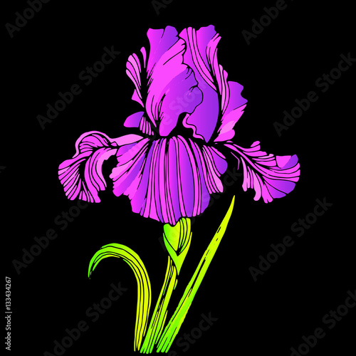 Fototapeta Naklejka Na Ścianę i Meble -  flower, iris, nature, floral, plant, vector, summer