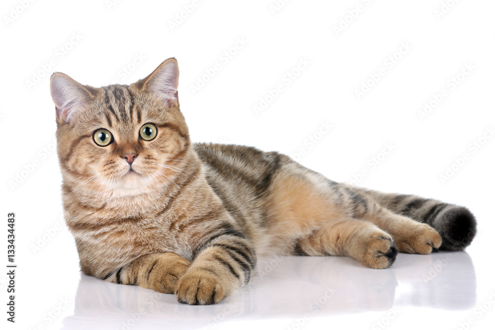 Beautiful striped cat on white background