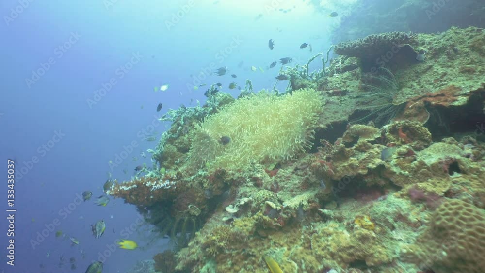 Fish and coral reef. Tropical fish on a coral reef. Wonderful and beautiful underwater world with corals and tropical fish. Hard and soft corals. Diving and snorkeling in the tropical sea. Travel Fish and coral reef. Tropical fish on a coral reef. Wonderful and beautiful underwater world with corals and tropical fish. Hard and soft corals. Diving and snorkeling in the tropical sea. Travel