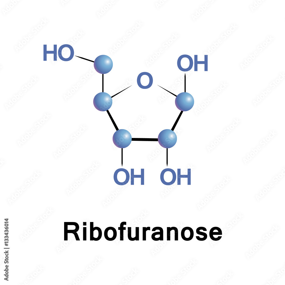 Vektorová grafika „Ribose is a carbohydrate and a pentose