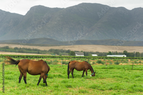 Young horses grazing in a field