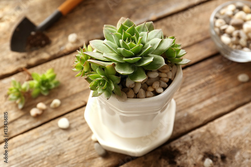 Florist concept. Replanting beautiful succulent on wooden background