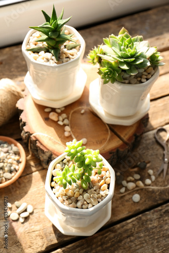 Beautiful composition of houseplants on wooden table, closeup