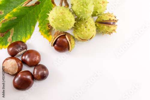 Wild chestnuts on a white background