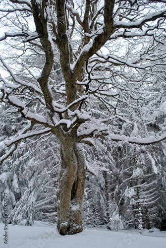 Rozłożyste drzewo pod śniegiem