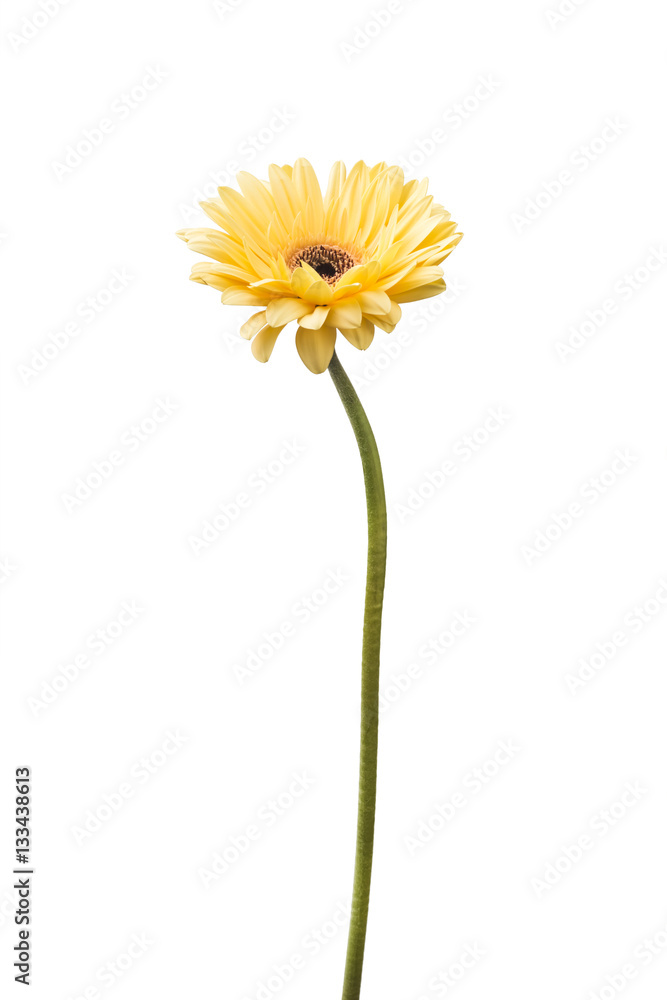 custom made wallpaper toronto digitalVibrant bright yellow gerbera daisy flower blooming isolate on white background