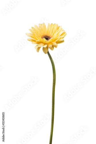 Wallpaper Mural Vibrant bright yellow gerbera daisy flower blooming isolate on white background Torontodigital.ca
